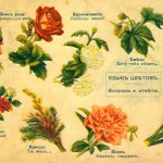 yazyik-tsvetov