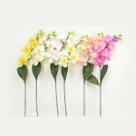 orhideya-dlya-floristov