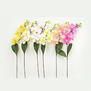 orhideya-dlya-floristov