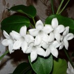 stefanotis-doma-primety-v-narode