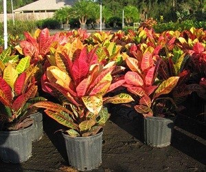 cvetok_krotom_osobennosti_uxod_vyrashhivanie