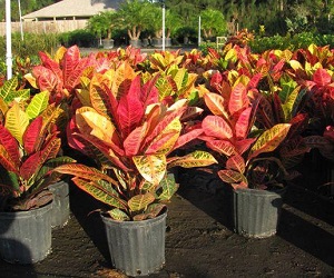 cvetok_krotom_osobennosti_uxod_vyrashhivanie