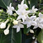 zhasmin_madagaskarskij_stefanotis_uxazhivaem_v_domashnix_usloviyax