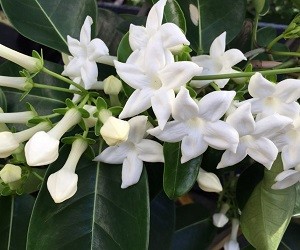 zhasmin_madagaskarskij_stefanotis_uxazhivaem_v_domashnix_usloviyax