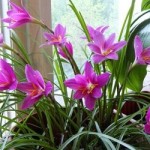 cvetok_vyskochka_–_kak_uxazhivat_za_nim