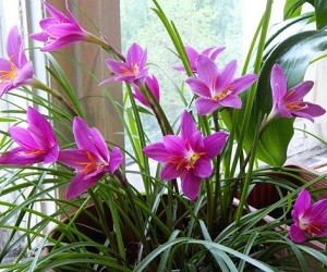 cvetok_vyskochka_–_kak_uxazhivat_za_nim