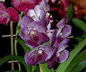 vanda_osobyj_vid_orxidei