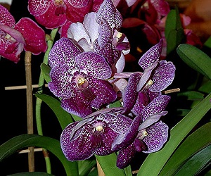 vanda_osobyj_vid_orxidei