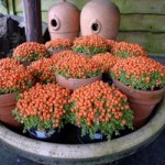 korallovyj_mox_opisanie_usloviya_vyrashhivaniya