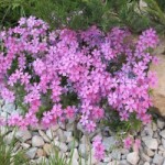 cvetok-floks-shilovidnyj