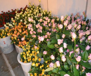 v-cvetochnyx-magazinax-prodayut-cvety-zombi