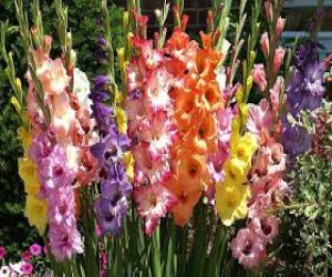 takie-raznye-i-takie-krasivye-gladiolusy