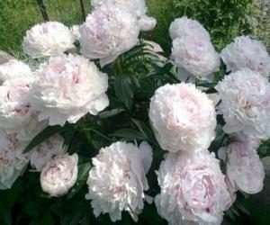 vyrashhivanie_pionov_v_dachnyx_usloviyax