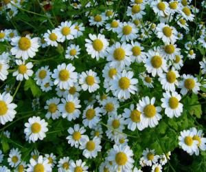 svojstva_romashki_aptechnoj