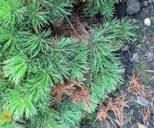 ispolzovanie_xvojnyx_rastenij_vo_floristike